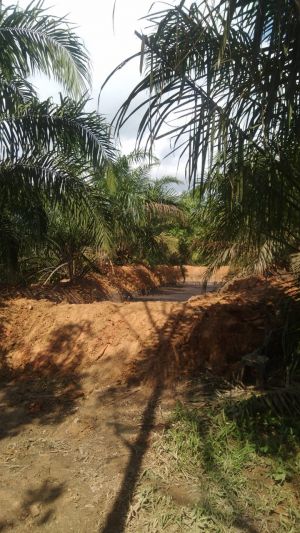 Warga Adukan Pembuangan Limbah Pabrik Kelapa Sawit di Mestong ke DPRD Muaro Jambi: DLH Harus Turun 