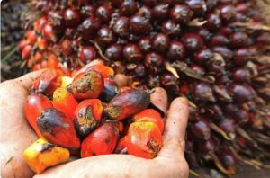 Jelang Idul Adha, Harga TBS Kelapa Sawit di Jambi Merangkak Naik