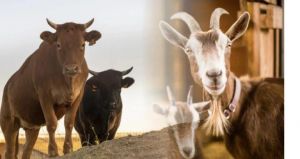 Bulog Jambi Siapkan 38 Ton Daging Beku Untuk Kebutuhan Idul Adha