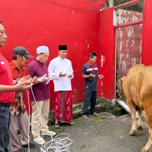 DPD PDIP Jambi Kurban 4 Ekor Sapi di Hari Raya Idul Adha, Edi Purwanto Pimpin Do'a 