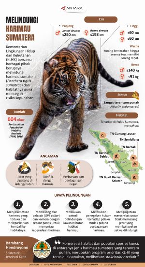 INFOGRAFIS: Melindungi harimau sumatera
