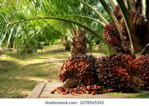 DPRD Tanggapi Soal Harga Sawit Jambi