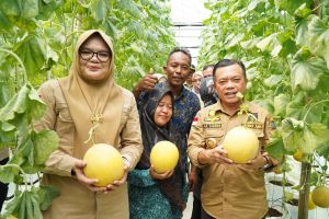 Gubernur Al Haris Panen Perdana Melon Premium di Tanjung Jabung Timur
