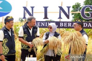 Saatnya padi hibrida menjadi pilar ketahanan pangan Nasional