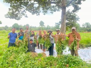 SAH Optimistis Indonesia Segera Swasembada Jagung Usai Berhasil Capai Swasembada Beras