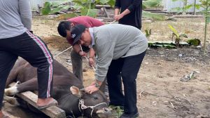 SAH Ungkap Data, MBG Habiskan 19 Ribu Sapi per Hari, Visi Prabowo Gerakkan Ekonomi Rakyat