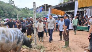 Sambut Ramadan, Bupati M. Syukur Buka Tradisi 'Mantai Kerbau Basamo' di Merangin