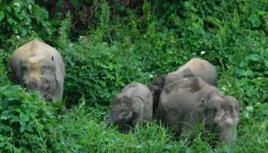 DPRD Jambi Dorong Integrasi Pusat Informasi Gajah ke Dalam Program Desa Wisata