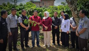 Kopi Jambi Ini Punya Cita Rasa Rahasia, Kadiv Yankum Rela Sisir Kebun Demi Pastikan Kualitas Dunia!