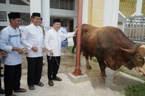 Gubernur Al Haris Serahkan Sapi Kurban Presiden Prabowo Seberat 930 Kilogram di Jambi