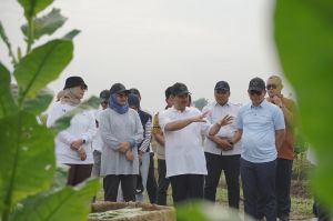 SAH Tinjau Kebun Tembakau Helvetia, Perkuat Komitmen PTPN I dalam Pengembangan Komoditas Bersejarah 