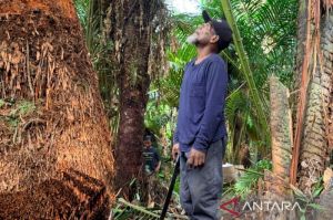 Mempertahankan sagu sebagai identitas dan ketahanan pangan lokal Papua