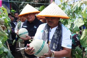 Jumat Berkah, Bupati dan Wakil Bupati Tanjabbar Panen Raya Melon di Kuala Dasal 