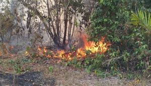 Kebakaran Lahan Kembali Terjang Pematang Gajah Muaro Jambi, Api Disebut Merembet ke Kebun Karet