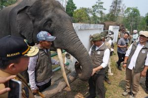 Dampingi Menhut Raja Juli, Al Haris Tinjau Konservasi Gajah dan Hutan Desa di Jambi