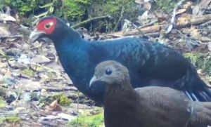 Terekam Camera Trap, Berbagai Satwa Liar Tunjukkan Keaslian Habitat TNKS